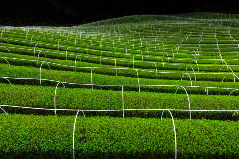 Nostalgia - G6A3675 1_1